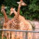 Girafas zoologico de São paulo - Reprodução/YouTube