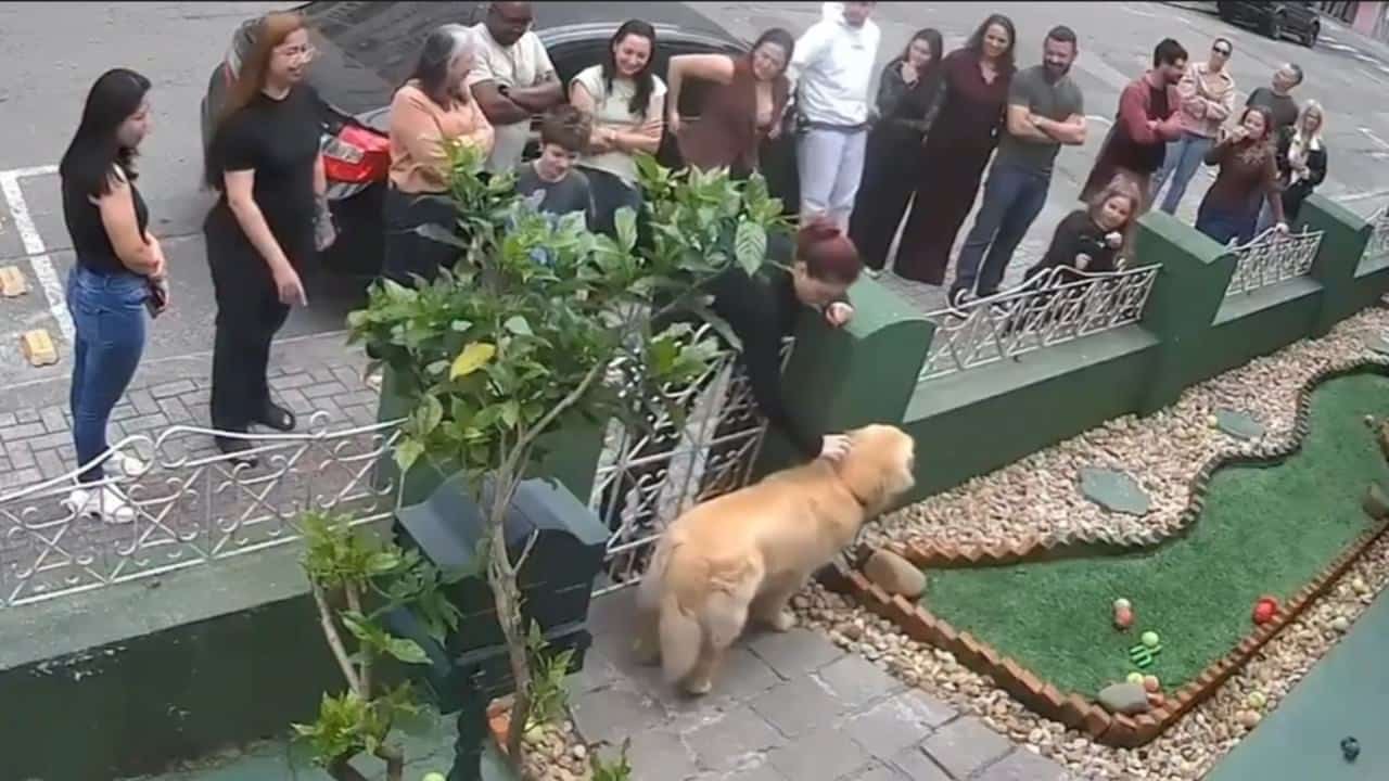 Golden retriever reúne 'fãs' no portão de casa - Reprodução/Rede Social