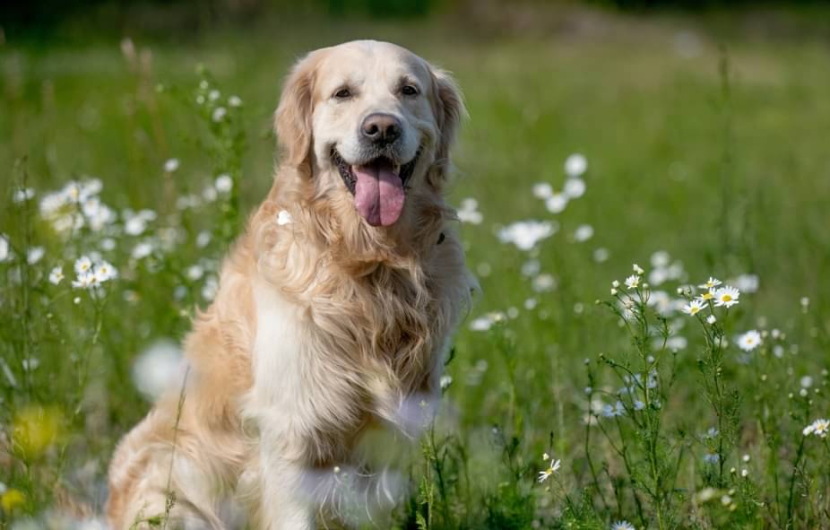 Golden retriever - T.Vyc/Shutterstock.com