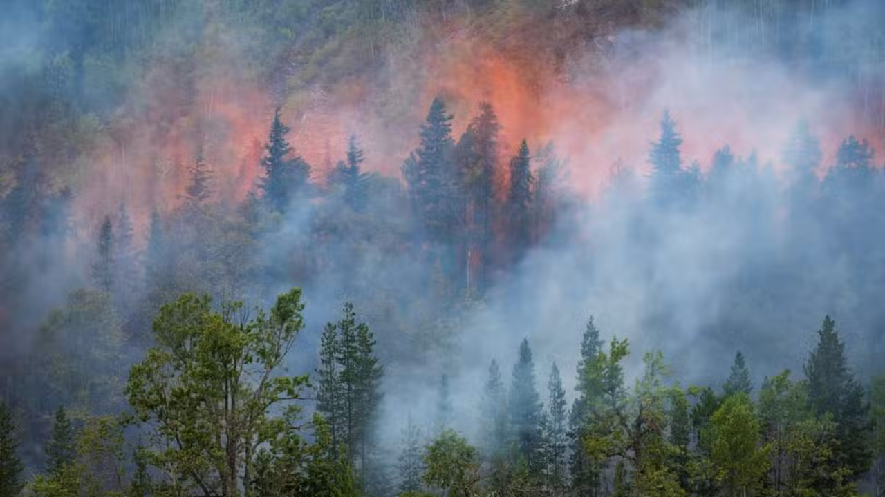 Incêndio Florestal - istockphoto.com