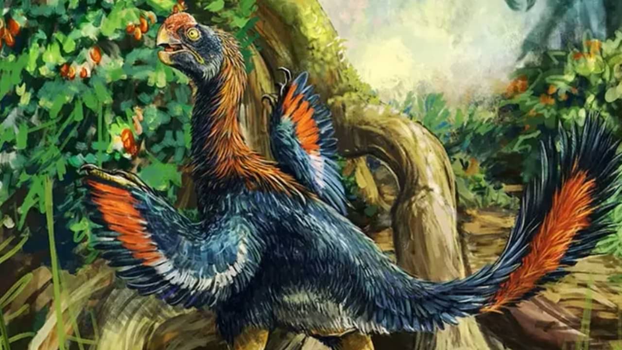 Infernogallus jamesi - Danielle Dufault/Divulgação