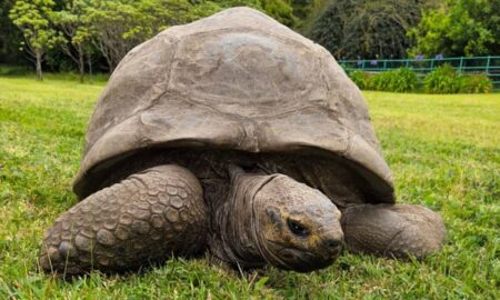 Jonathan The Tortoise - Instagram