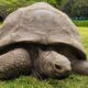 Jonathan The Tortoise - Instagram