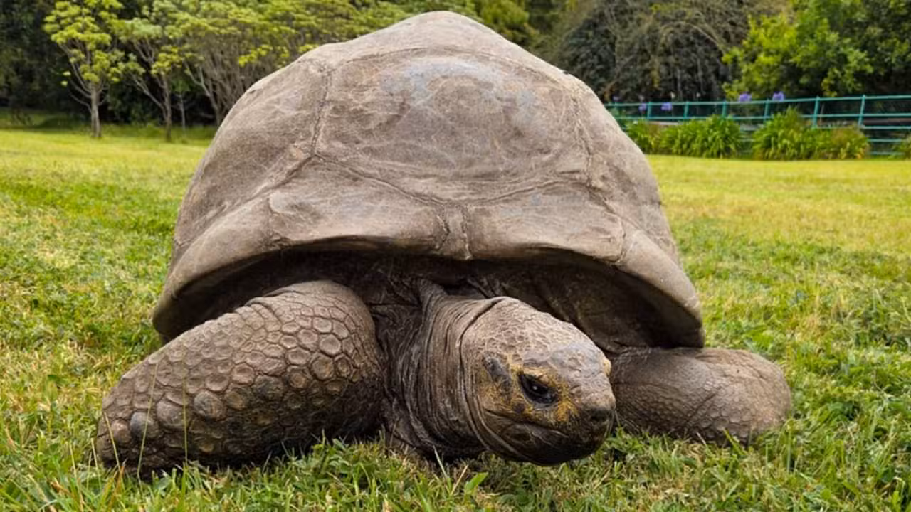 Jonathan The Tortoise - Instagram
