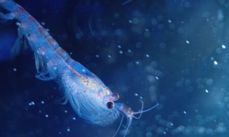 krill foi revelada após pesquisas com o ROV SuBastian - Divulgação/ Luján Agusti/National Geographic