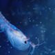 krill foi revelada após pesquisas com o ROV SuBastian - Divulgação/ Luján Agusti/National Geographic