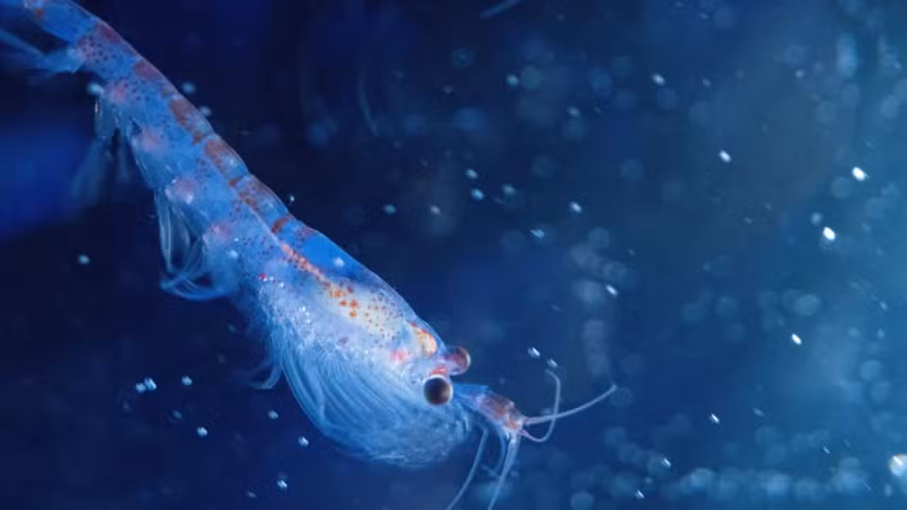 krill foi revelada após pesquisas com o ROV SuBastian - Divulgação/ Luján Agusti/National Geographic