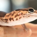 Lagartixa - EL_Images - shutterstock.com