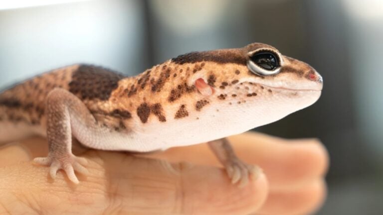 Lagartixa - EL_Images - shutterstock.com