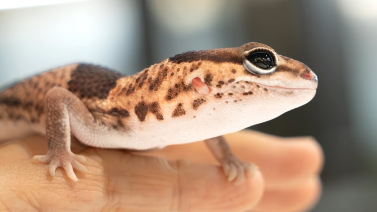 Lagartixa - EL_Images - shutterstock.com