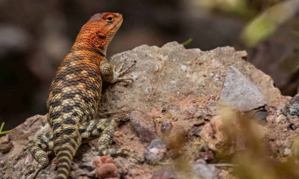 Lagarto Liolaemus arequipensis vive a 4.818 metros de altitude no Peru