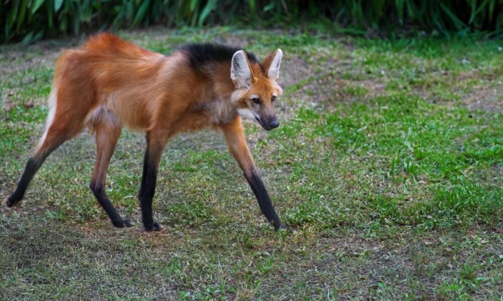 Lobo-guará espalha sementes e ajuda plantas do Cerrado a crescer