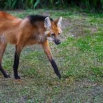 Lobo-guará - Diego Grandi / shutterstock.com