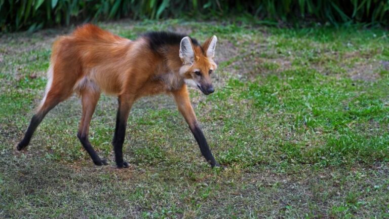 Lobo-guará - Diego Grandi / shutterstock.com