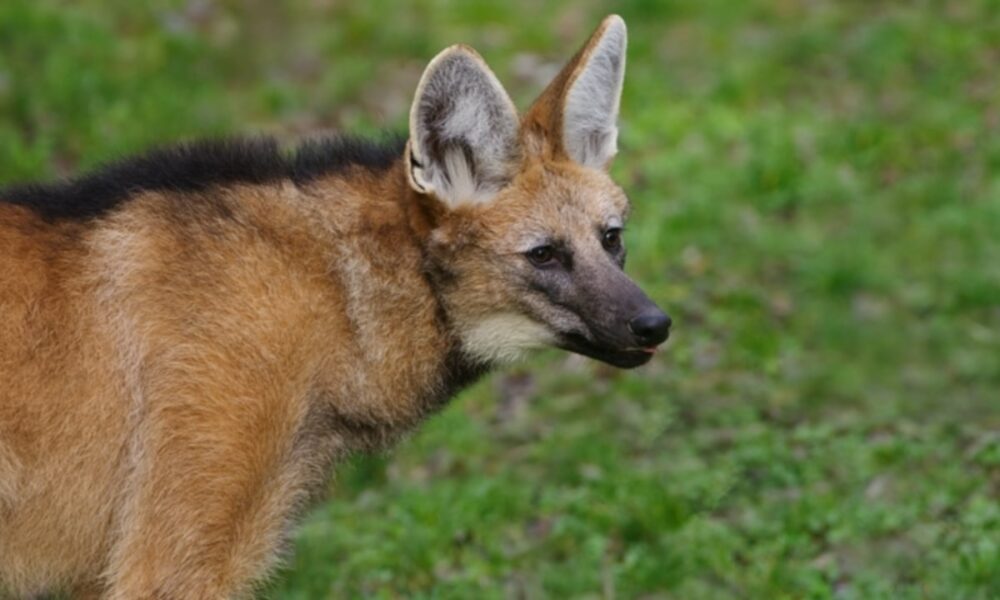 Lobo-guará surpreende grupo de ciclistas em canavial na zona rural de Matão