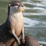 Lontra - Alan_Lagadu/ istockphoto.com