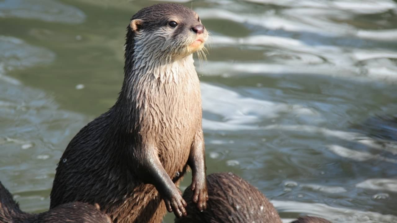 Fóssil na China revela mamífero primitivo com hábitos de lontra