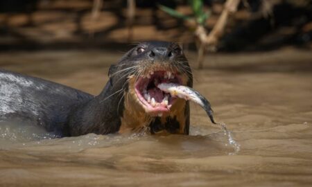 Lontra - Harry Collins Photography / shutterstock.com