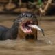 Lontra - Harry Collins Photography / shutterstock.com