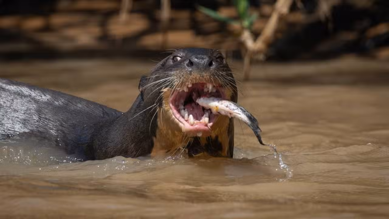 Lontra - Harry Collins Photography / shutterstock.com