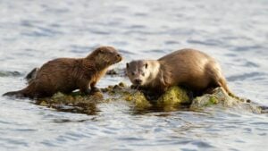 Lontras - Giedriius / shutterstock.com
