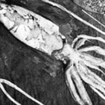 Lula-gigante - Reprodução/NTNU Vitenskapsmuseet/Wikimedia Commons