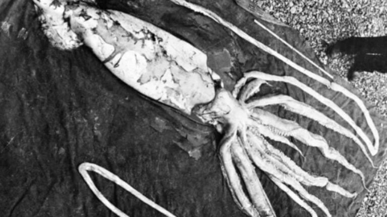 Lula-gigante - Reprodução/NTNU Vitenskapsmuseet/Wikimedia Commons