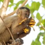 Macaco-prego - BrianScantlebury/ istockphoto.com