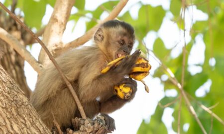 Macacos evitam comida suja após surto viral em santuário no Texas