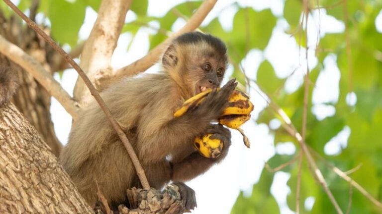Macaco-prego - BrianScantlebury/ istockphoto.com