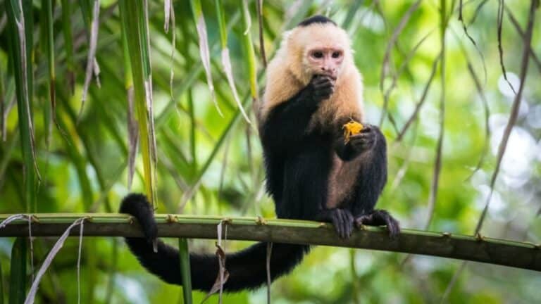Macaco prego comendo - Wirestock Creators/shutterstock.com