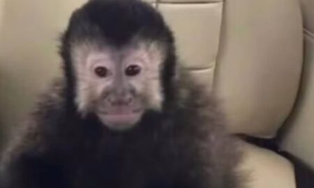 Macaco-prego - Redes sociais