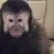 Macaco-prego - Redes sociais