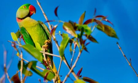 Maritaca - Al Carrera - shutterstock.com