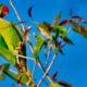 Maritaca - Al Carrera - shutterstock.com
