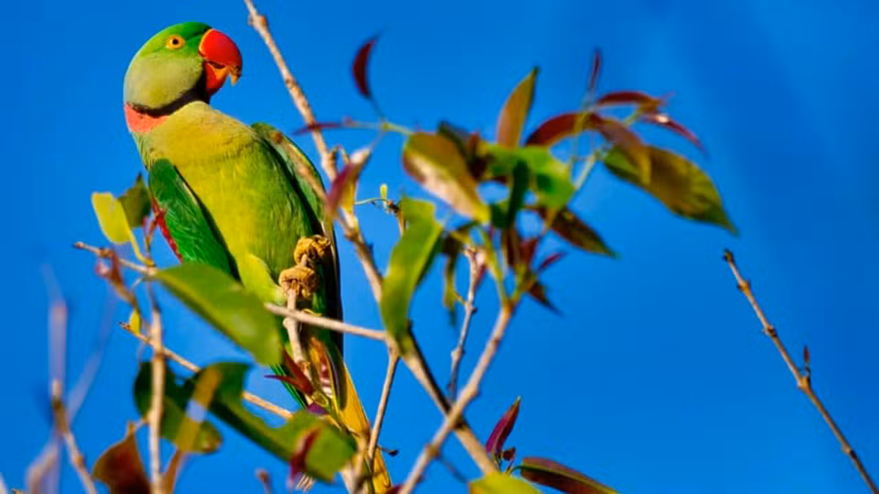 Maritaca - Al Carrera - shutterstock.com