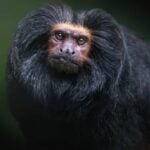 Mico-leão-preto - diegograndi/ istockphoto.com