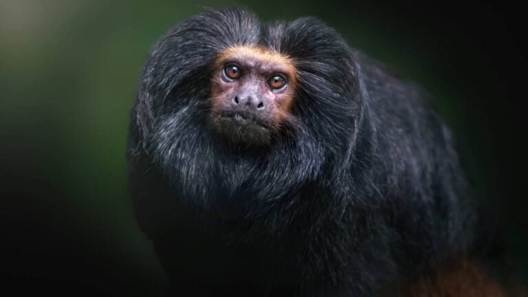 Mico-leão-preto - diegograndi/ istockphoto.com