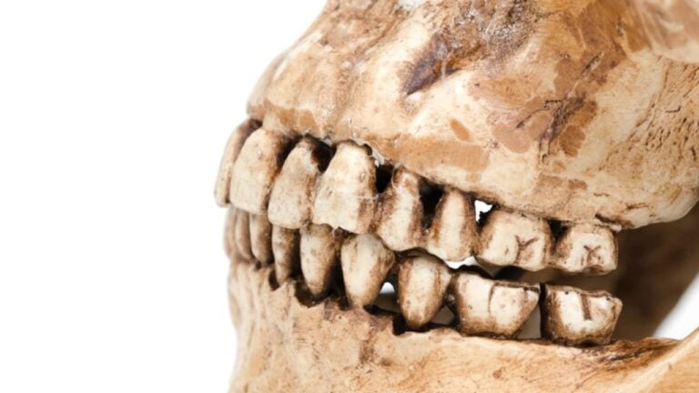 Modelo de dente humano (crânio) - greenleaf123/ istockphoto.com