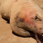 Monstro de Montauk - Internet