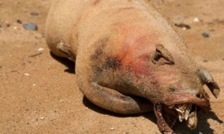 Monstro de Montauk - Internet