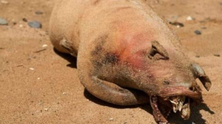 Monstro de Montauk - Internet