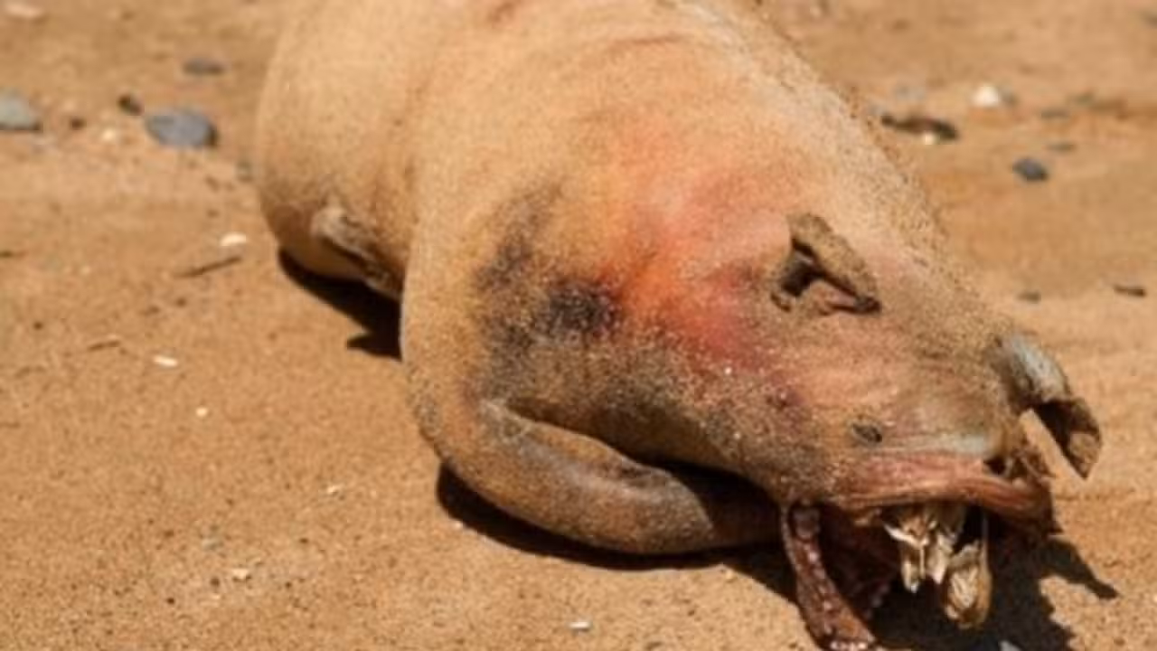 Monstro de Montauk - Internet