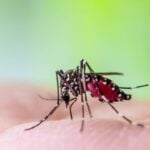 mosquito, aedes aegypt, malária - Kwangmoozaa/Shutterstock.com