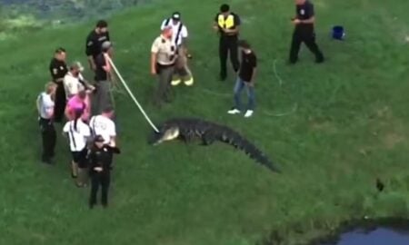 O jacaré que matou pescador de 71 anos em lago na Flórida foi apreendido - Reprodução/X/Twitter