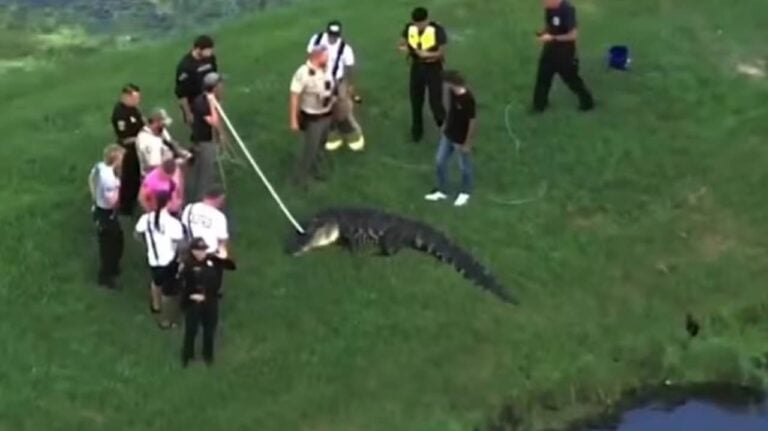 O jacaré que matou pescador de 71 anos em lago na Flórida foi apreendido - Reprodução/X/Twitter