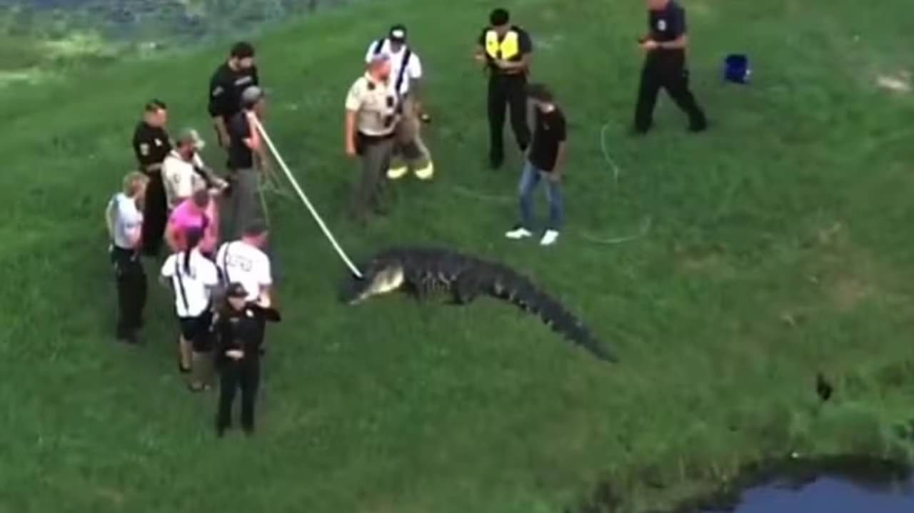 Pescador morre atacado por jacaré em lago de parque na Flórida - Foto