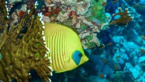 peixe - Al Carrera/Shutterstock.com