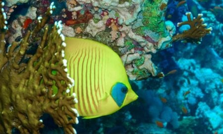 peixe - Al Carrera/Shutterstock.com