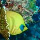 peixe - Al Carrera/Shutterstock.com